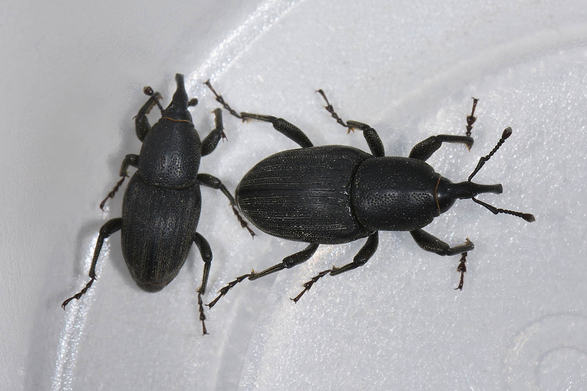 Sphenophorus striatopunctatus, Dryophthoridae